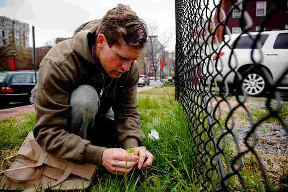 Thayer finds some common chickweed good for salad-making along a fence near NPR's headquarters.