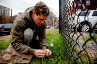 Thayer finds some common chickweed good for salad-making along a fence near NPR's headquarters.
