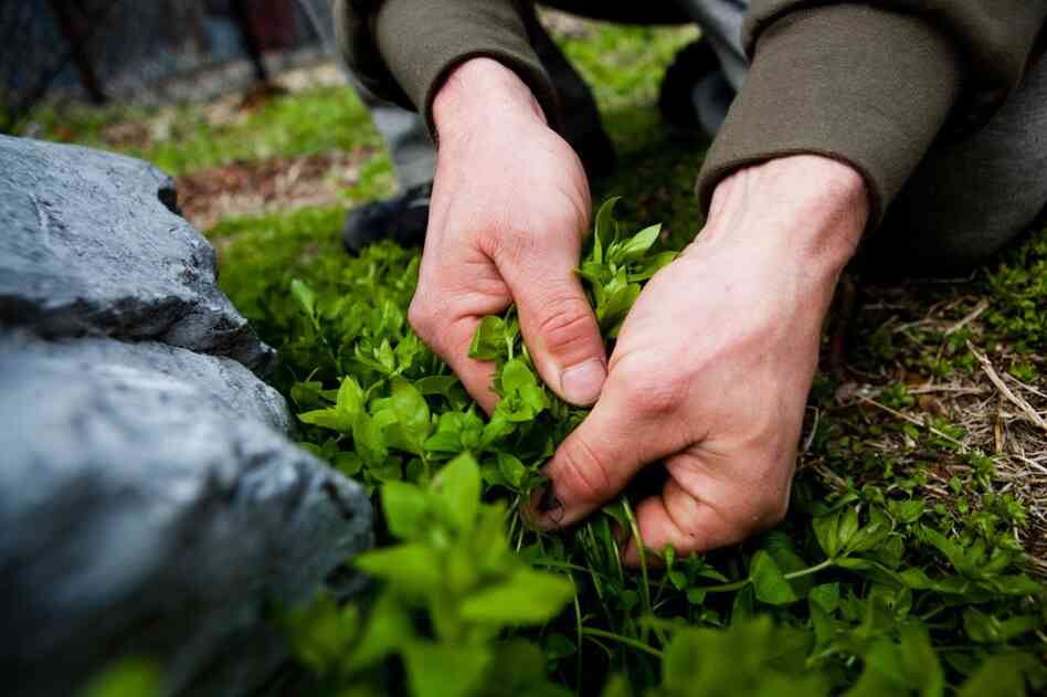 Thayer pulls some tender young chickweed from next to a rock in Chinatown. He says that one reason people get turned off by wild plants is that they eat the wrong parts, or eat them at the wrong time of year.
