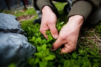 Thayer pulls some tender young chickweed from next to a rock in Chinatown. He says that one reason people get turned off by wild plants is that they eat the wrong parts, or eat them at the wrong time of year.