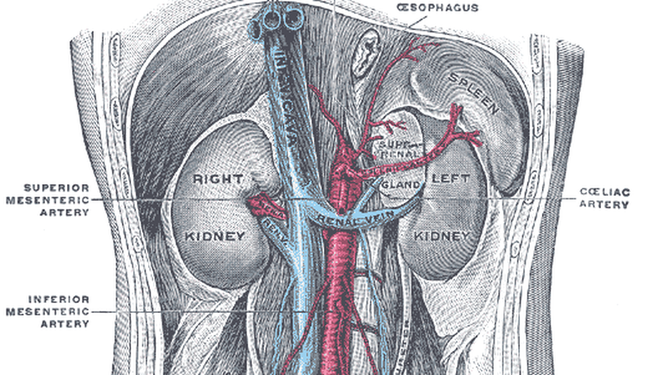 Donating a kidney can carry insurance side effects.