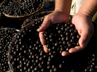 Little acai berries like these are at the center of cases brought by the Federal Trade Commission. Little acai berries like these are at the center of cases brought by the Federal Trade Commission.