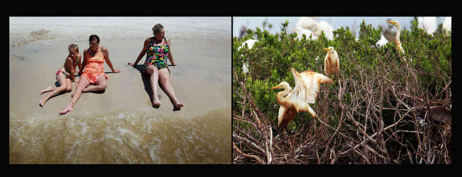 Left: Vacationers enjoy the shoreline in Biloxi, Miss., July 4, 2010. Right: Egrets with oil-stained feathers stand on a barrier island in Cat Bay, near Grand Isle, La., June 28, 2010. 