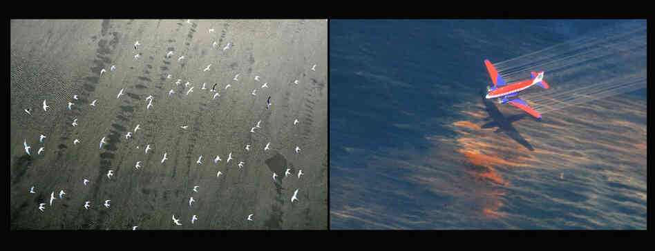 Left: Birds fly over oily water near the Chandeleur Islands in the Gulf of Mexico, south of Louisiana, April 29, 2010. Right: A U.S. Coast Guard Basler BT-67 releases oil dispersant, May 5, 2010. 