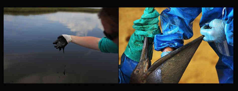 Left: A worker collects oil for research purposes in Bay Jimmy, off Grand Isle, La., June 15, 2010. Right: A pelican drenched in oil is cleaned at the Fort Jackson Oiled Wildlife Rehabilitation Center in Buras, La., June 11, 2010. 