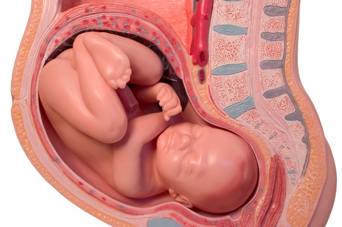 The placenta, the nutrient-rich organ shown in this model as the layer above the baby's feet, makes its own  serotonin.