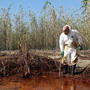 Phil Radford, executive director of Greenpeace USA, inspects oil-covered reeds while visiting the disaster site on May 20, 2010 south of Venice, Louisiana. A year after the spill, BP has yet to distribute $450 million dollars to scientists studying the disaster.