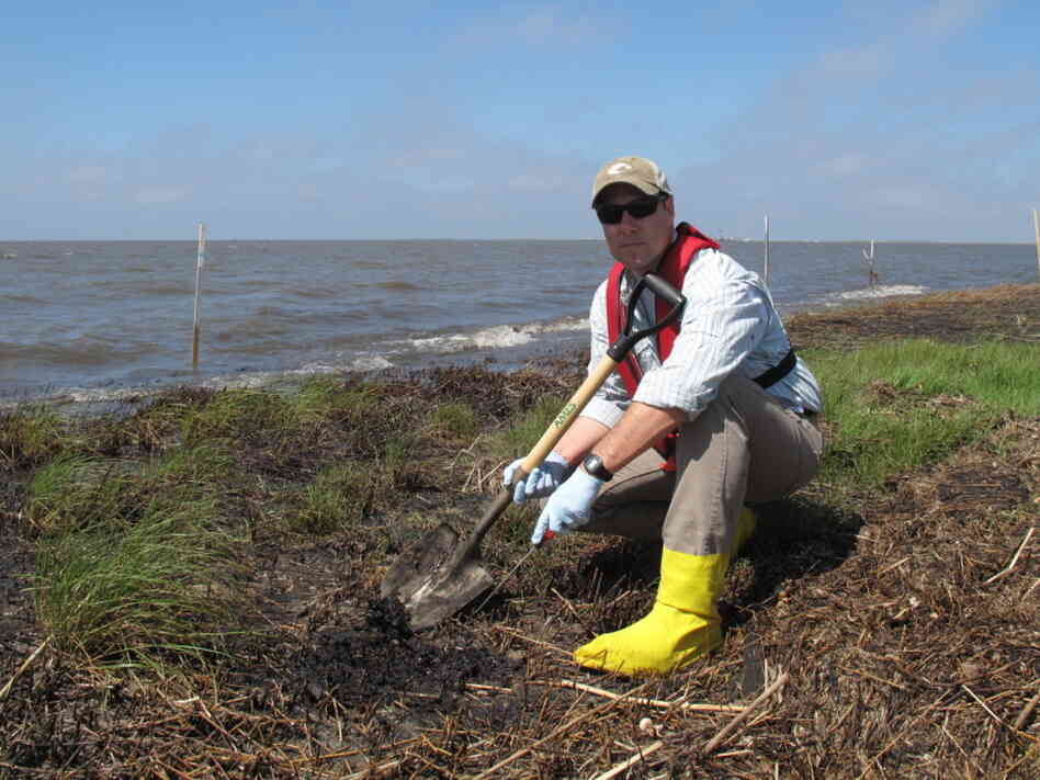 Scientist Scott Zengel, who is overseeing the marsh survey crews on behalf of the National Oceanic and Atmospheric Administration, points to oily "mousse" that lies just a few inches below the surface of the marshland. This subsurface oil isn't being broken down by wind, rain, waves or sun.
