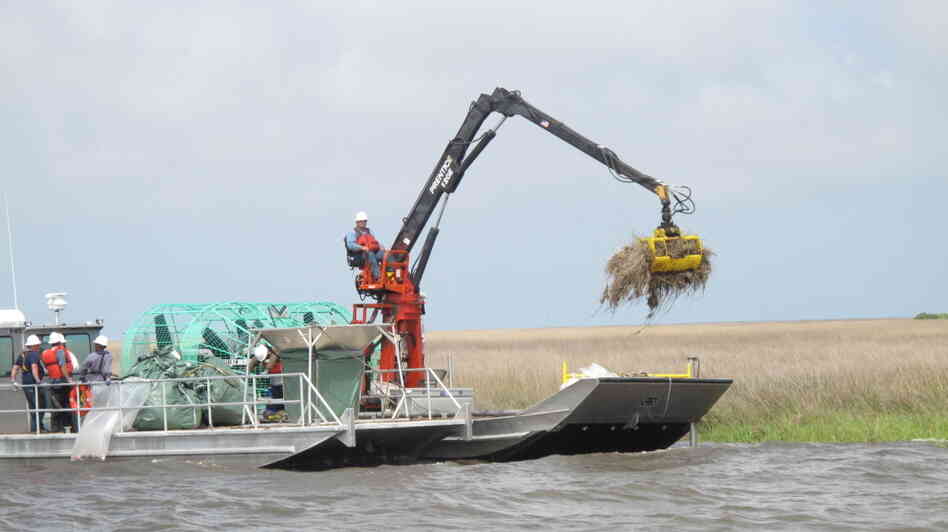 Cleanup crews in the marshlands in Louisiana are using a long-armed machine with a rake on the end to help restore areas that were inundated with oil from the BP spill last April. Cleanup crews in the marshlands in Louisiana are using a long-armed machine with a rake on the end to help restore areas that were inundated with oil from the BP spill last April.