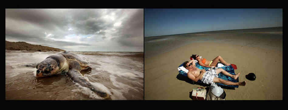 Left: A dead sea turtle washed onto shore in Waveland, Miss., April 14, 2011. Right: Tourists lounge on the beach in Pass Christian, Miss., April 16, 2011. BP says it has made tourism payments of $18 million to Mississippi in an attempt to help draw tourists back to its beaches. 