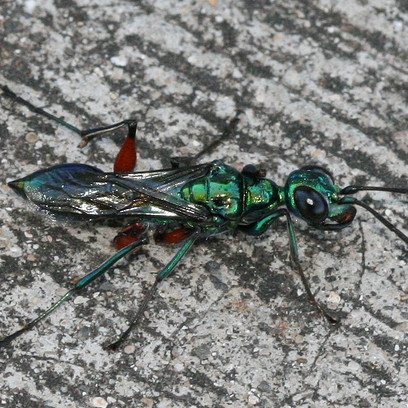 The emerald cockroach wasp stings the brain of a cockroach, disabling it and making it docile before laying eggs inside the roach's belly.