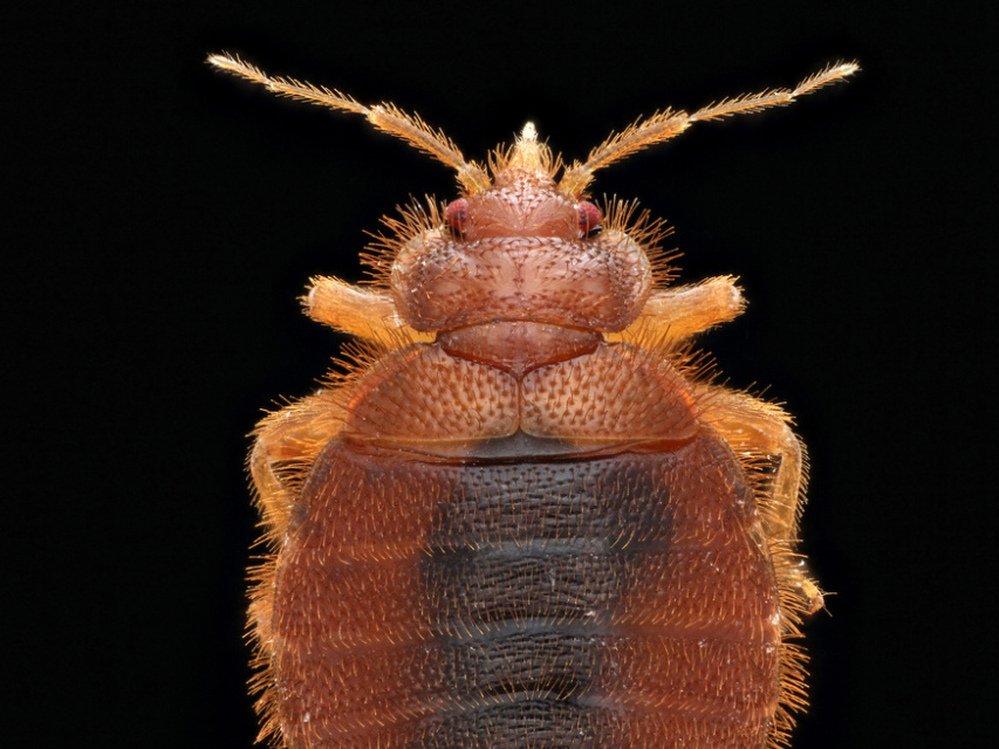 Bat bugs typically feed on bats. But when no bats are available, these parasitic creatures will happily feed on humans, too.