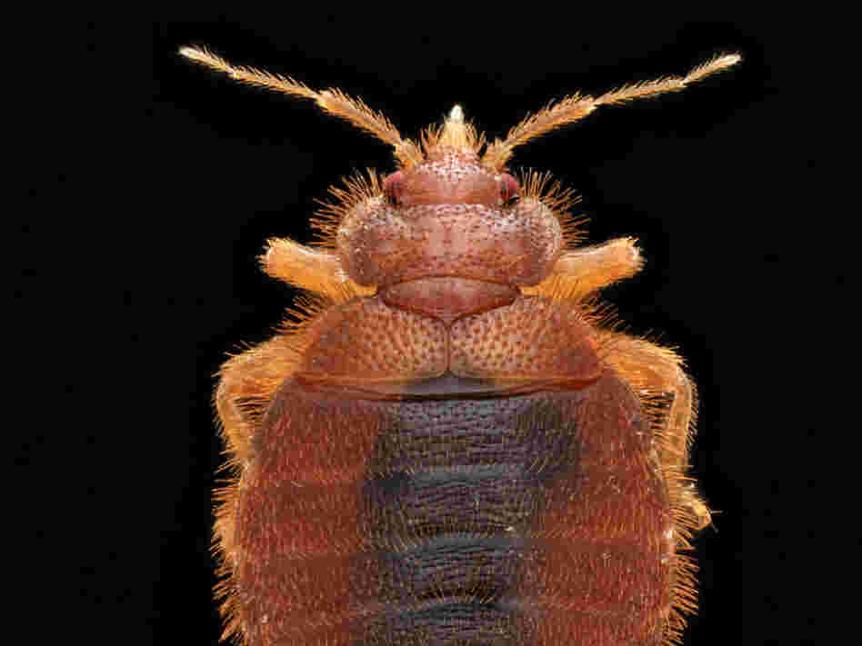 Bat bugs typically feed on bats. But when no bats are available, these parasitic creatures will happily feed on humans, too.
