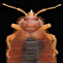 Bat bugs typically feed on bats. But when no bats are available, these parasitic creatures will happily feed on humans, too. Bat bugs typically feed on bats. But when no bats are available, these parasitic creatures will happily feed on humans, too.