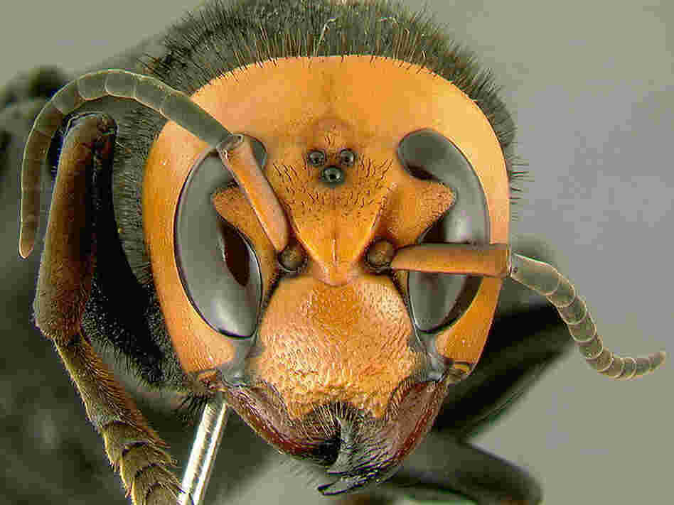 The Asian giant hornet is the world's largest hornet — and is known for possessing a deadly sting.