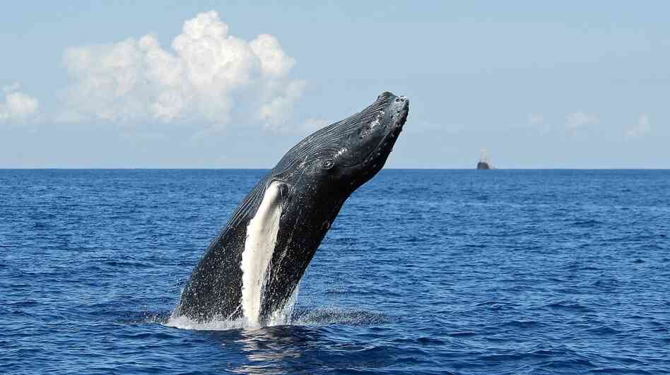 Researchers say that humpback whales are able to swim in remarkably straight lines during their seasonal migrations. They don't yet know, though, how the whales do it. Researchers say that humpback whales are able to swim in remarkably straight lines during their seasonal migrations. They don't yet know, though, how the whales do it.