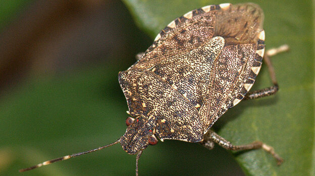 The brown marmorated stink bug has inundated the mid-Atlantic, taking its toll on crops across the region. Researchers are investigating whether a type of parasitic was can bring down stink bug numbers. The brown marmorated stink bug has inundated the mid-Atlantic, taking its toll on crops across the region. Researchers are investigating whether a type of parasitic was can bring down stink bug numbers.