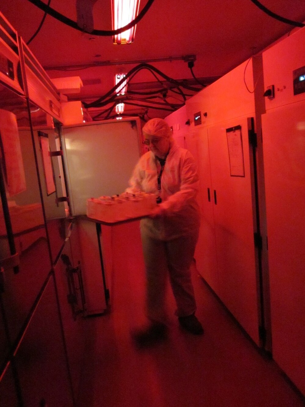 Kathy Tatman removes jars from an insect growth chamber at a quarantine lab at the U.S. Department of Agriculture's Beneficial Insects Introduction Research Unit. Most insects can't see red, so the red light lights essentially keep the insects in the dark, making them less likely to fly around and escape. Kathy Tatman removes jars from an insect growth chamber at a quarantine lab at the U.S. Department of Agriculture's Beneficial Insects Introduction Research Unit. Most insects can't see red, so the red light lights essentially keep the insects in the dark, making them less likely to fly around and escape.