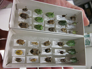 There are about 300 types of stink bugs in the U.S., and some of them are very helpful as predators of agricultural pests. There are about 300 types of stink bugs in the U.S., and some of them are very helpful as predators of agricultural pests.