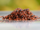 Ants rafting Ants rafting