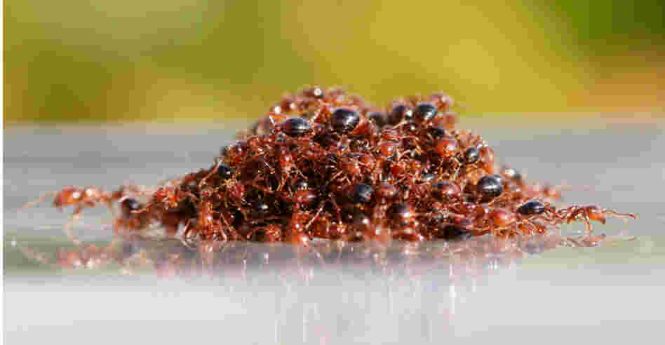 Ants rafting Ants rafting