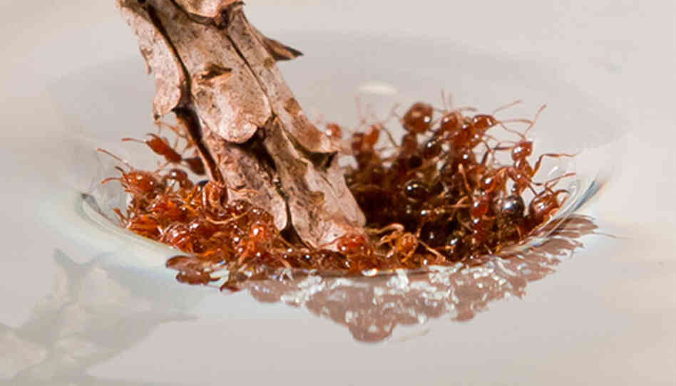 A group of fire ants is tough to sink A group of fire ants is tough to sink