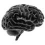 Image of a brain