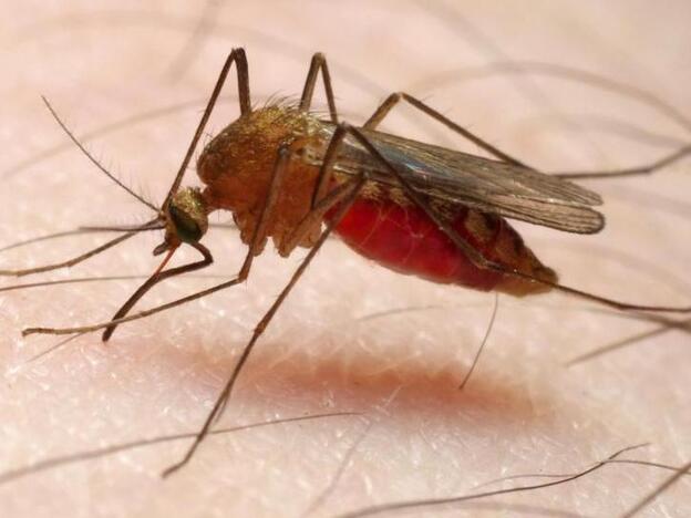 Bite me: Could malaria-infected mosquitoes protect against the disease?