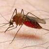 Bite me: Could malaria-infected mosquitoes protect against the disease?