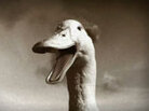 Aflac Duck has a new voice. Aflac Duck has a new voice.