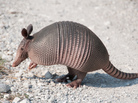 The armadillo is the only animal, besides humans, that is known to carry leprosy-causing bacteria. The armadillo is the only animal, besides humans, that is known to carry leprosy-causing bacteria.
