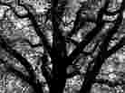 The Central Park Five, by Sarah Burns The Central Park Five, by Sarah Burns