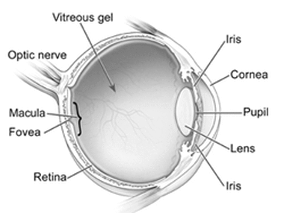 Wet form macular degeneration occurs when abnormal blood vessels behind the retina start to grow under the macula. Wet form macular degeneration occurs when abnormal blood vessels behind the retina start to grow under the macula.