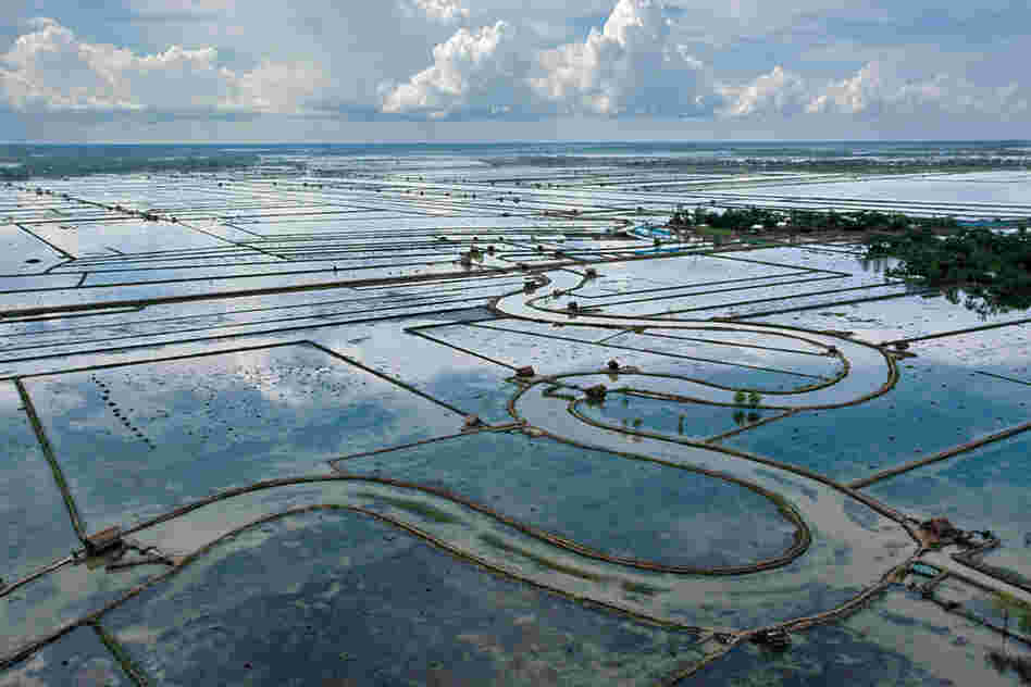In the briny south, farmers have converted waterlogged rice fields into ponds for salt-tolerant shrimps and crabs.