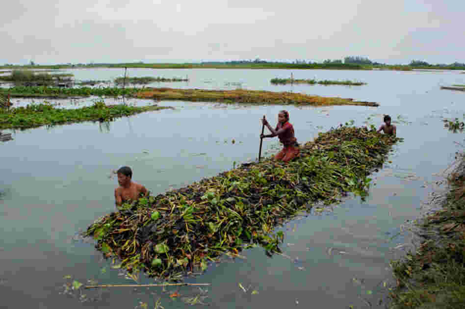 Enterprising island inhabitants in the Gaibandha District use hyacinth plants to create floating gardens, where they will plant squash, okra, and other food crops.