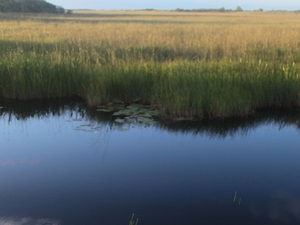 Everglades