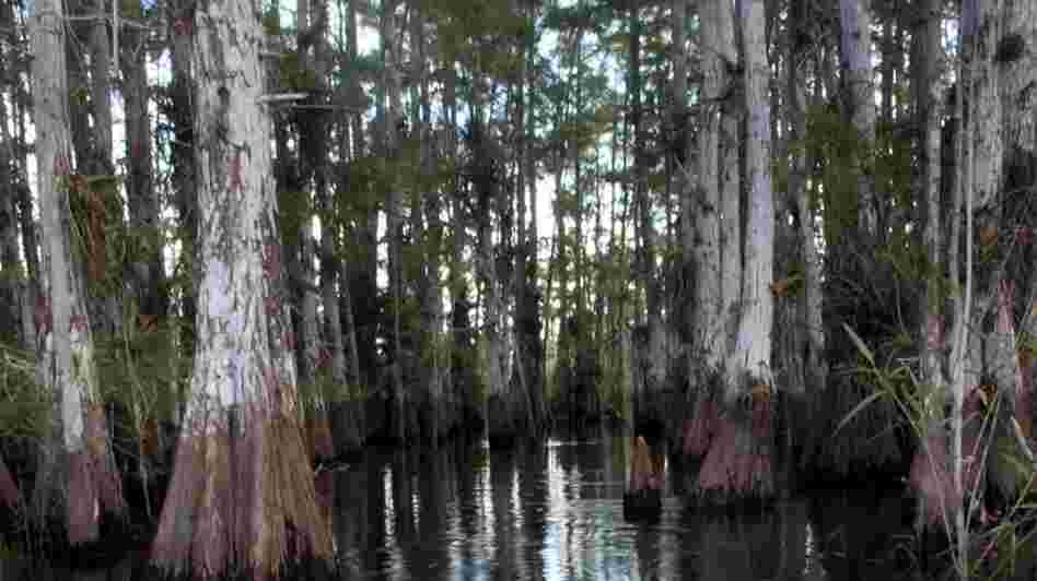 Florida's Legislature is cutting some $30 million from Everglades restoration to help close the state's $4 billion budget shortfall.