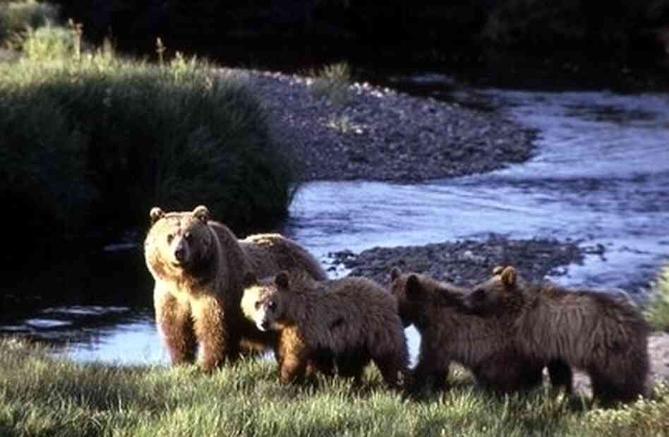A grizzly bear with three cubs inside Yellowstone National Park in Wyoming. A grizzly bear with three cubs inside Yellowstone National Park in Wyoming.