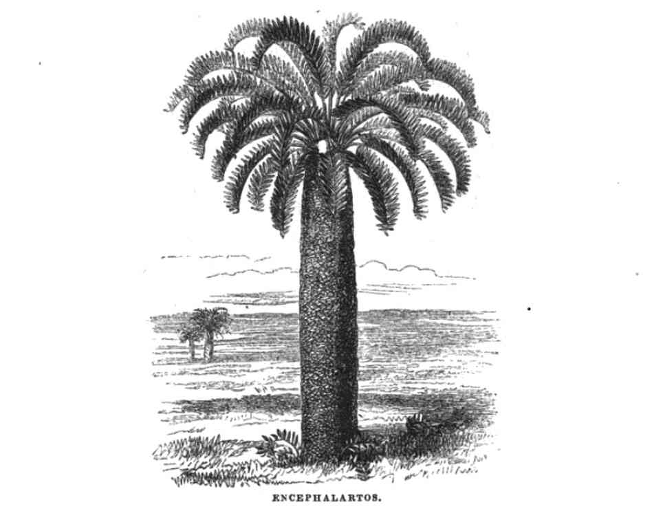 An 1857 illustration of Encephalartos woodii. An 1857 illustration of Encephalartos woodii.