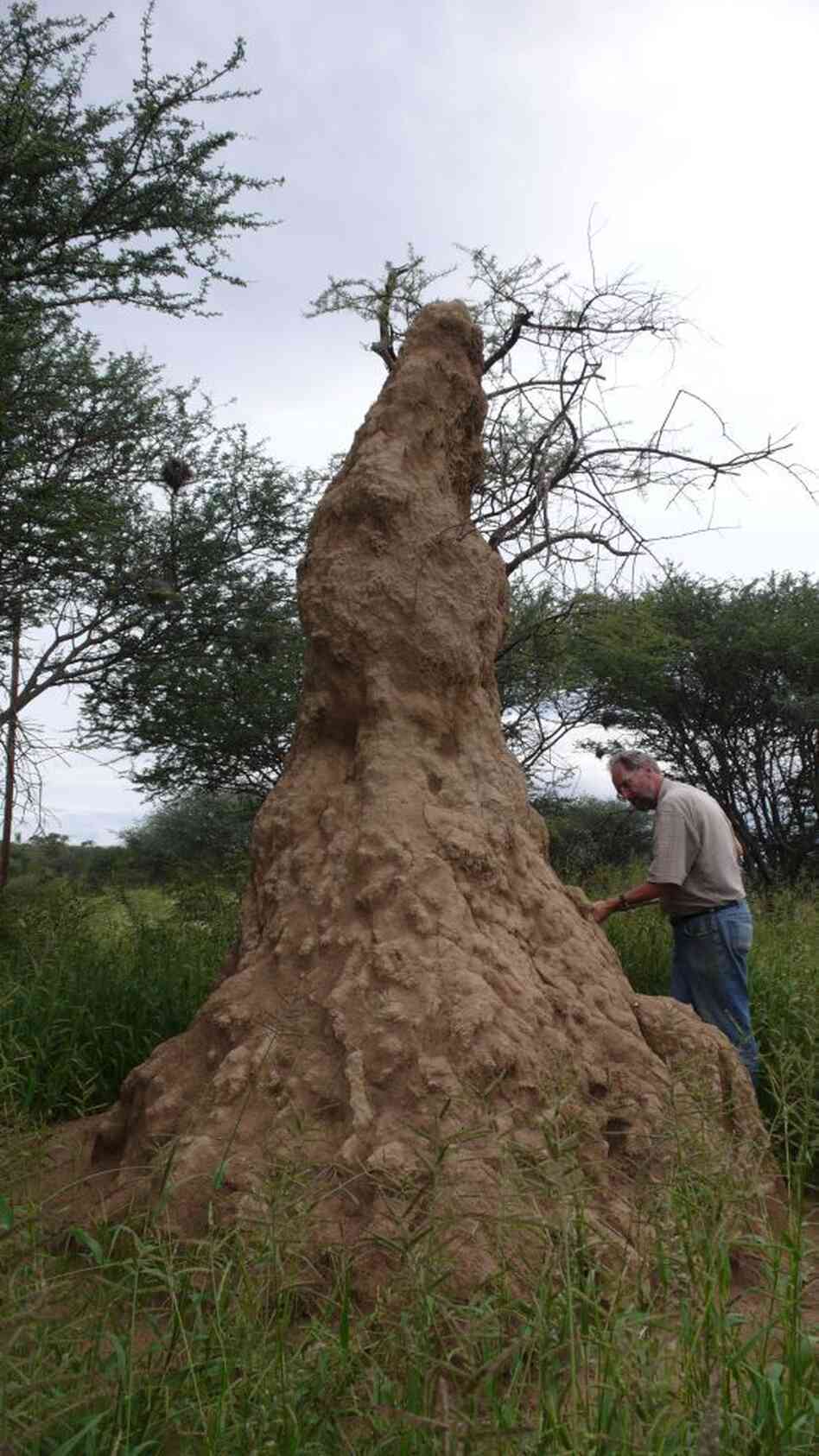 A termite mound at the Omatjenne Agricultural Research Station in Namibia. A termite mound at the Omatjenne Agricultural Research Station in Namibia.
