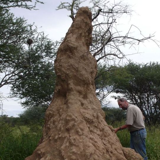 A termite mound at the Omatjenne Agricultural Research Station in Namibia.