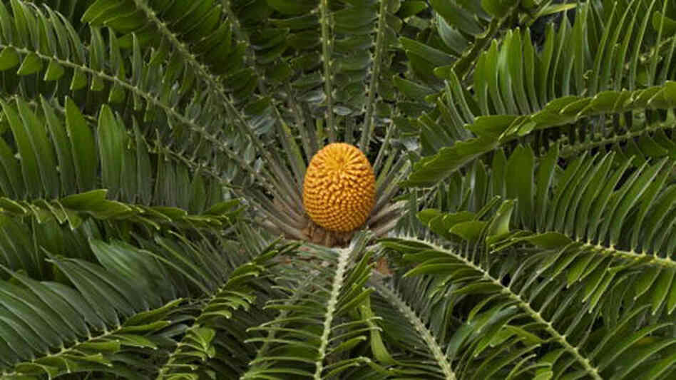 The E. woodii cycad at the Kew Royal Botanical Garden in London.
