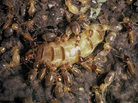 A termite queen being tended by her children, the worker termites. A termite queen being tended by her children, the worker termites.