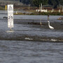 Herons stand and wait for fish in the Bonnet Carre Spillway. On Monday, workers opened some of the spillway's wooden barriers, which serve as a dam against the high water in Norco, La., in anticipation of rising floodwater. The spillway, which the Army Corps of Engineers built about 30 miles upriver from New Orleans in response to the great flood of 1927, last opened in 2008. Herons stand and wait for fish in the Bonnet Carre Spillway. On Monday, workers opened some of the spillway's wooden barriers, which serve as a dam against the high water in Norco, La., in anticipation of rising floodwater. The spillway, which the Army Corps of Engineers built about 30 miles upriver from New Orleans in response to the great flood of 1927, last opened in 2008.