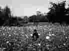 A girl stands in the middle of a poppy field as Marines pass by on patrol.