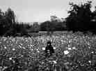 A girl stands in the middle of a poppy field as Marines pass by on patrol.