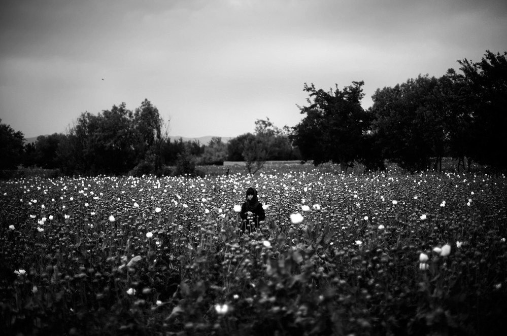 A girl stands in the middle of a poppy field as Marines pass by on patrol.