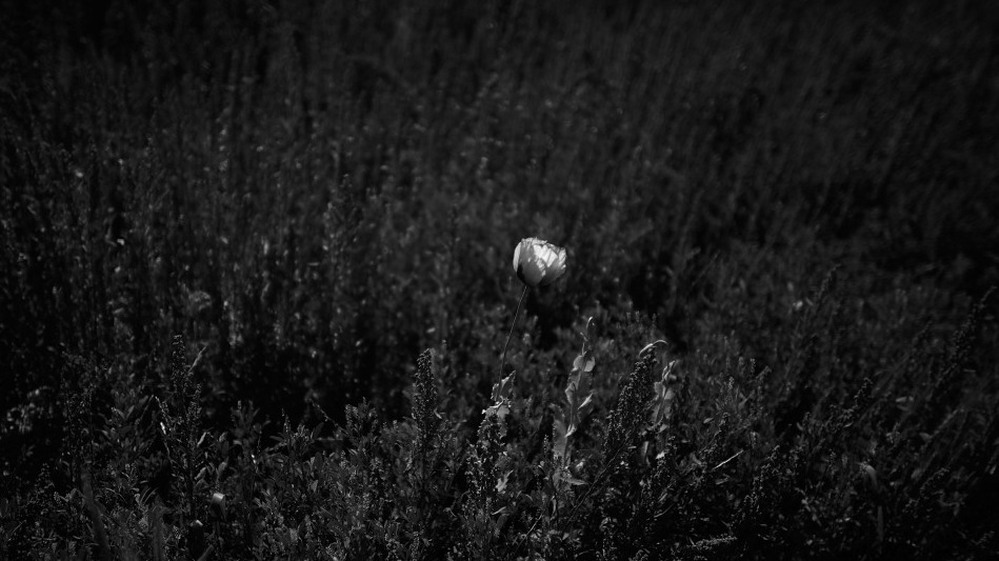A stray poppy bud flowers in a field of both planted and wild grasses.