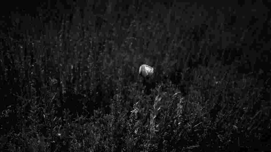 A stray poppy bud flowers in a field of both planted and wild grasses.