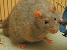 The Zucker rat has been bred specifically as a genetic model for obesity in humans. The Zucker rat has been bred specifically as a genetic model for obesity in humans.